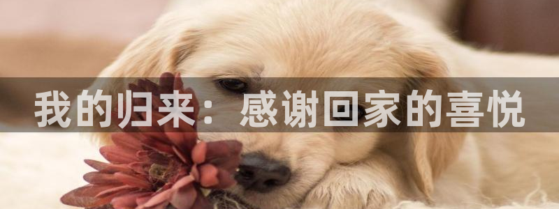 虫虫漫画免费漫画入口页面在线阅读：我的归来：感谢回家的喜悦